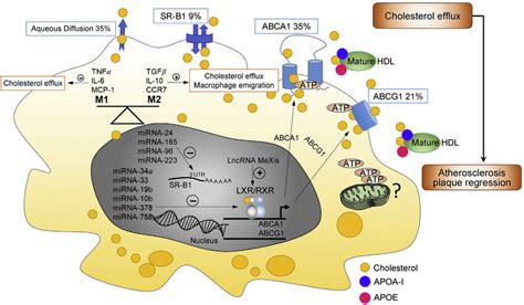 Schematic Of The Routes And Regulation Of Macrophage Lipid Efflux Download Scientific Diagram