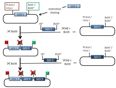 Assembling individual gene cassettes into multigene expression...