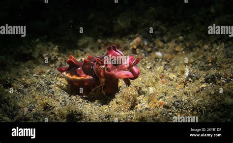 Flamboyant Cuttlefish Metasepia Pfefferi Underwater In Lembeh Strait