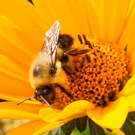 1920x1080 Resolution Honey Bee And Yellow Petaled Flower During