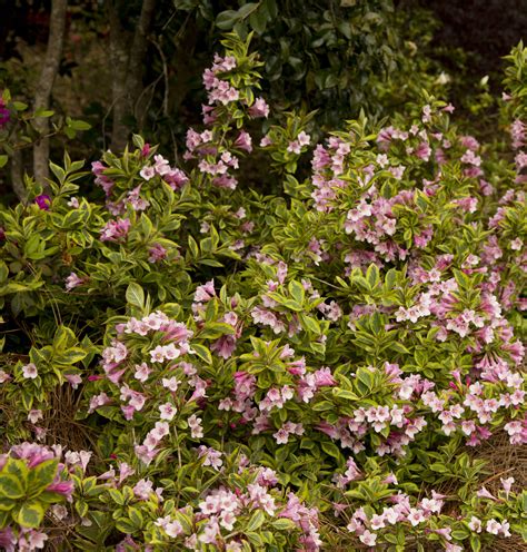 Rainbow Sensation® Weigela Shrubs At