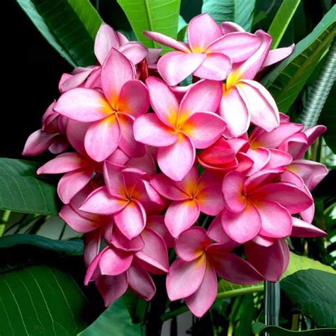 Care for flowering Plumeria (Frangipani) indoors. (part 4/5)