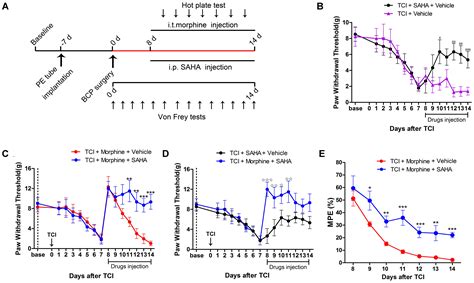 Frontiers Inhibition Of Histone Deacetylases Attenuates Morphine