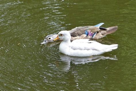 How Do Ducks Mate Amazing And Frightening Sex Lives Of Ducks [2023]