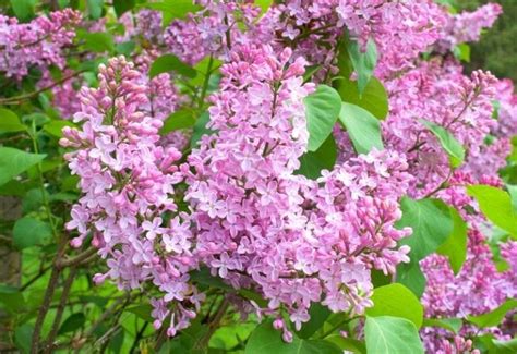 20 Stunning Lilac Varieties To Fill Your Garden With Fragrance & Color