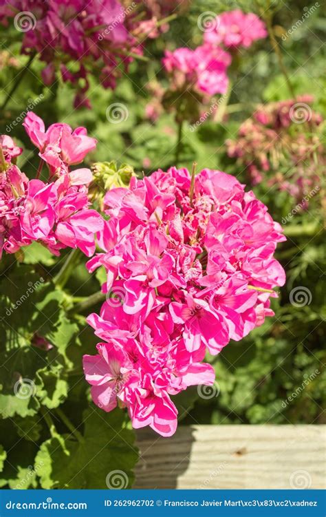 Flower Pelargonium Zonale Common Geranium Stock Photo Image Of