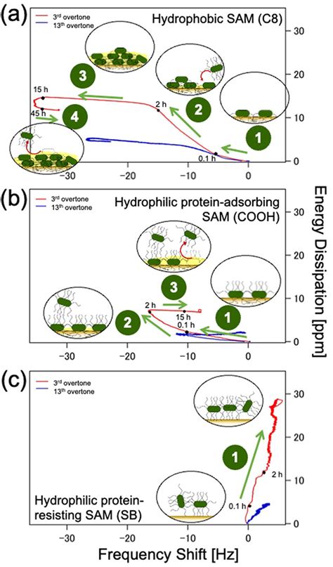 Examining The Adhesion Tendency Of Biofilm Forming Bacteria On Organic