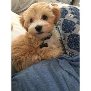 Maltipoo Growth Stages | Trending Breeds