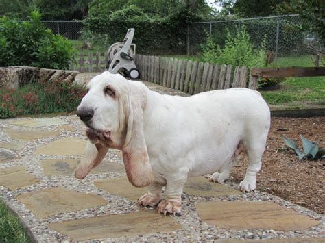 Bassethoundtown Blog Vlog Basset Hound Town Resident Clancy Says Hi