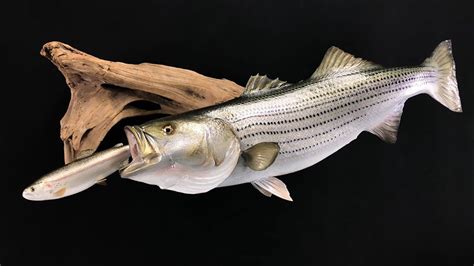 Striped Bass Mount Replica Mounts From New Wave Taxidermy