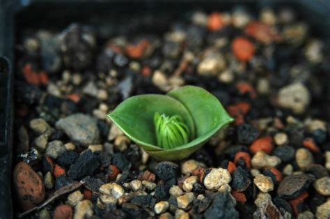 Namophila | Pacific Bulb Society