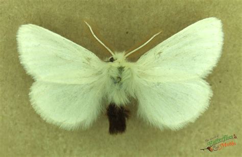 Euproctis Chrysorrhoea Brown Tail Moth World Of Butterflies And Moths