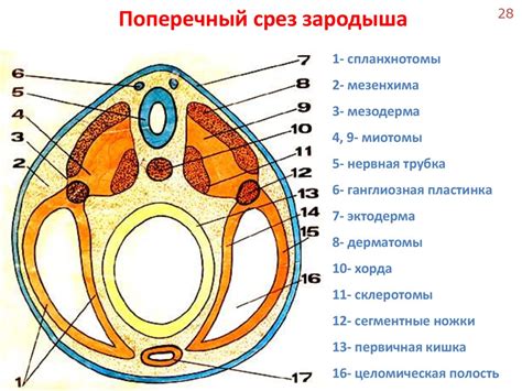 Основы сравнительной эмбриологии - презентация онлайн