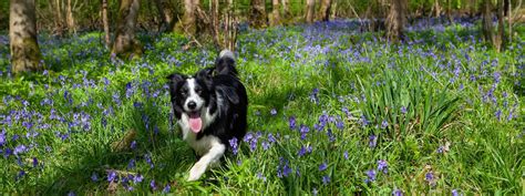 Identifying Dog Worms