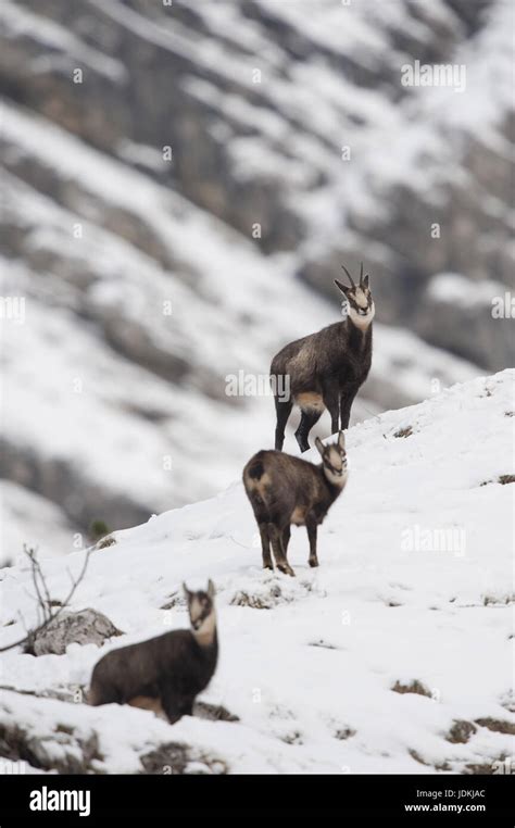 Hooved animals fotografías e imágenes de alta resolución Alamy