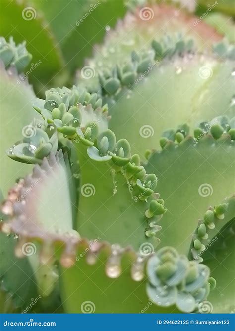 Nature Leaf Drop Succulent Green Stock Image - Image of thorns, frost ...