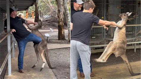 American tourist fights a ‘naughty’ kangaroo at sanctuary in Australia ...