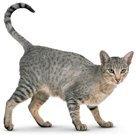 Cat Facts for Kids | What is a Cat | DK Find Out