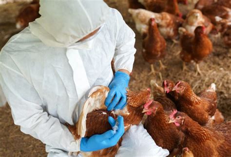 Woman In China Becomes First Human To Die From H3n8 Bird Flu