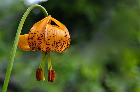 Discover Edible Herbs Wildflowers In Washington State