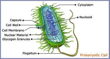 Structure of bacterial cell | Download Scientific Diagram