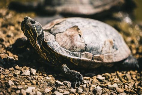 Premium Photo | Closeup shot of a pond slider turtle in a park