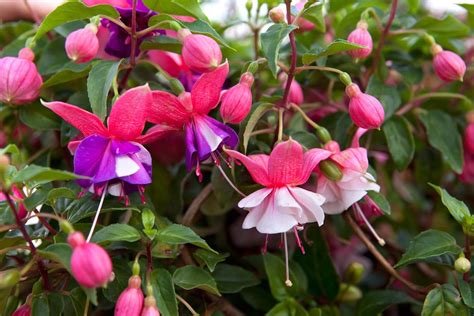 How To Grow And Care For Fuchsias Bbc Gardeners World Magazine