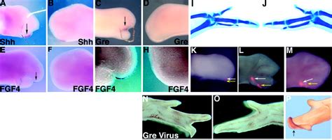 The Limb Bud Shh Fgf Feedback Loop Is Terminated By Expansion Of Former