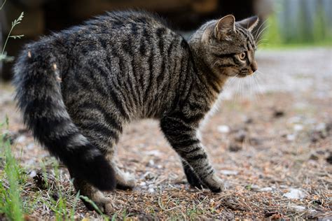 Secrets Your Cats Tail Is Trying To Tell You Readers Digest