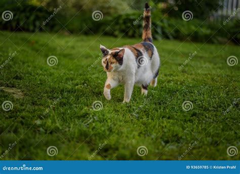 Adult Calico Cat Running In Grass In Backyard Stock Image Image Of