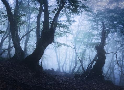 Hermoso bosque místico en niebla azul en primavera al atardecer bosques