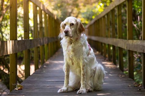 The 3 Best English Setter Breeders In The Us