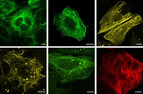 What is Fluorophore Conjugation? - ADC Technologies