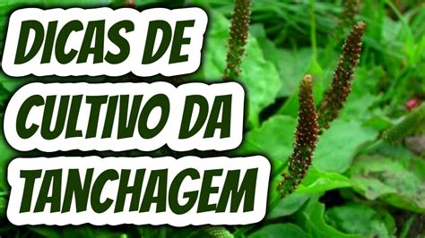 Dicas De Cultivo Da Planta Medicinal Transagem Tanchagem Cinco Nervos