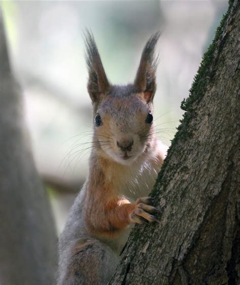 Прикольные картинки - белочка пришла (30 картинок) 🌟