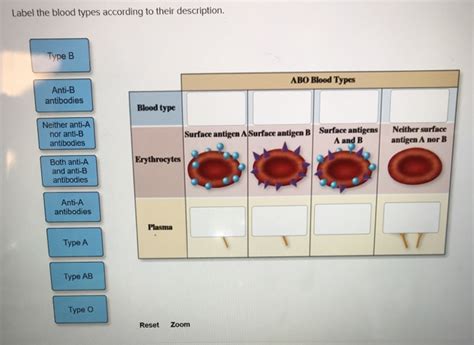 Solved Label the blood types according to their description. | Chegg.com