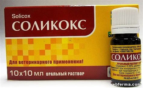 Кокцидиоз у кур: симптомы и лечение