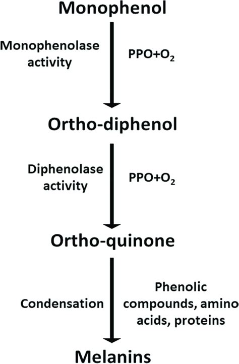 Schematic Figure Of Browning Process PPO Polyphenol Oxidases