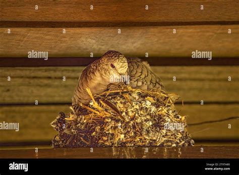 Vida inca hi-res stock photography and images - Alamy