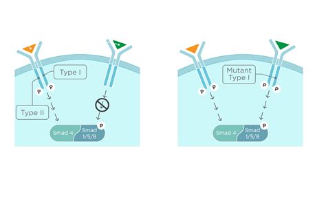 What is FOP? - Focus on FOP HCP