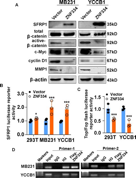 ZNF334 suppressed Wnt β catenin signaling pathway by up regulating