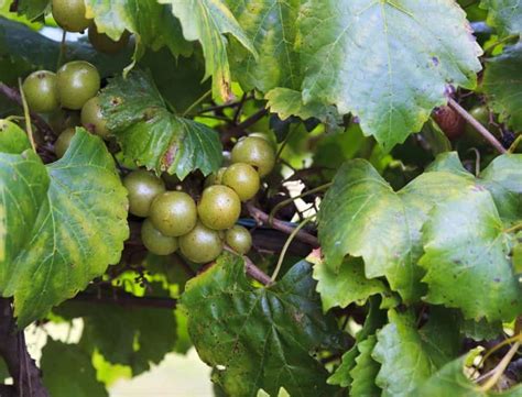 How to Grow Muscadine Vines At Home | You Should Grow