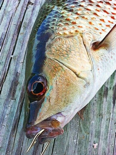 Mangrove snapper | Fish, Sport fishing, Fishing boats