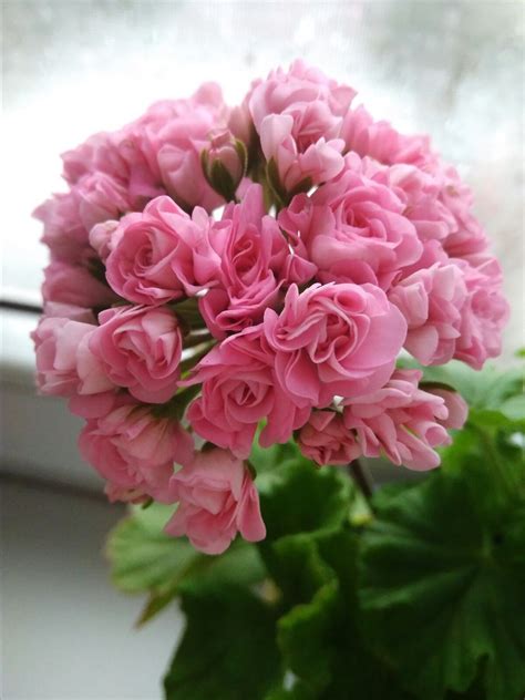 Пеларгония Австралиан Пинк Розебуд (Australian Pink Rosebud, Swanland ...