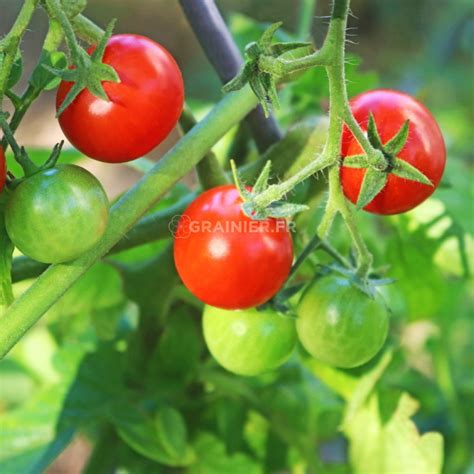 Graines Tomate Alicante Rouge