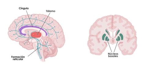 Atención En El Aprendizaje Una Base Para La Educación Neuroclass