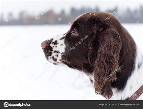 Angol Springer Spániel Kölyök Kutya — Stock Fotó © Lusyaya 136228420