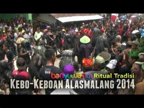 Kebo Keboan Alasmalang Ritual Tradisi Desa Alasmalang Kec