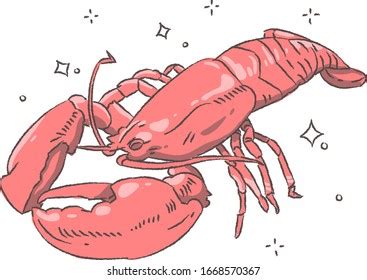 Crayfish Circulatory System White Background Stock Vector Royalty Free