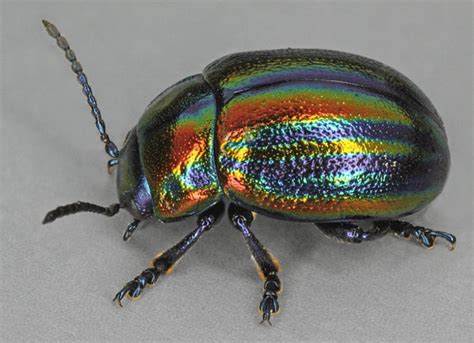 Rainbow Leaf Beetle L Mesmerizing Our Breathing Planet